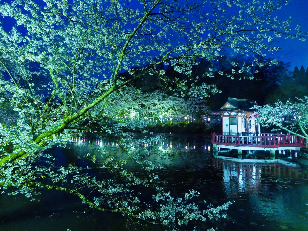 ひっそりと見る桜 昭和の森公園と茂原公園 千葉市 千葉県 の旅行記 ブログ By みささん フォートラベル ひっそりと見る桜 昭和の森公園と茂原公園 千葉市 千葉県 の旅行記 ブログ By みささん フォートラベル