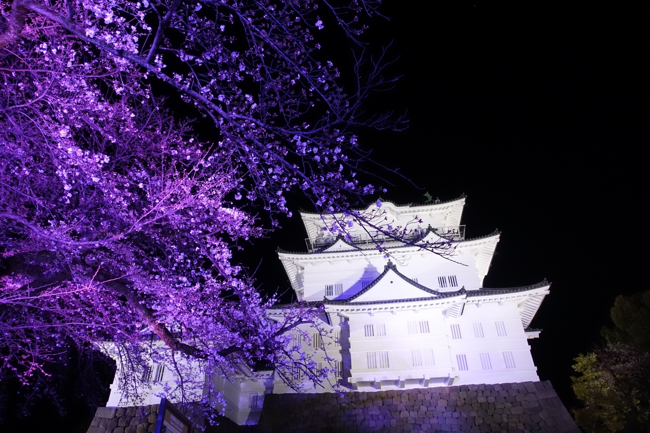 ちょこっと桜と小田原城ライトアップ 小田原 神奈川県 の旅行記 ブログ By Thierryさん フォートラベル