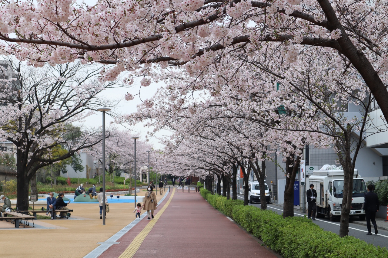 車窓から桜発見 ぶらり途中下車 大森 大井町 東京 の旅行記 ブログ By 東京おやじっちさん フォートラベル