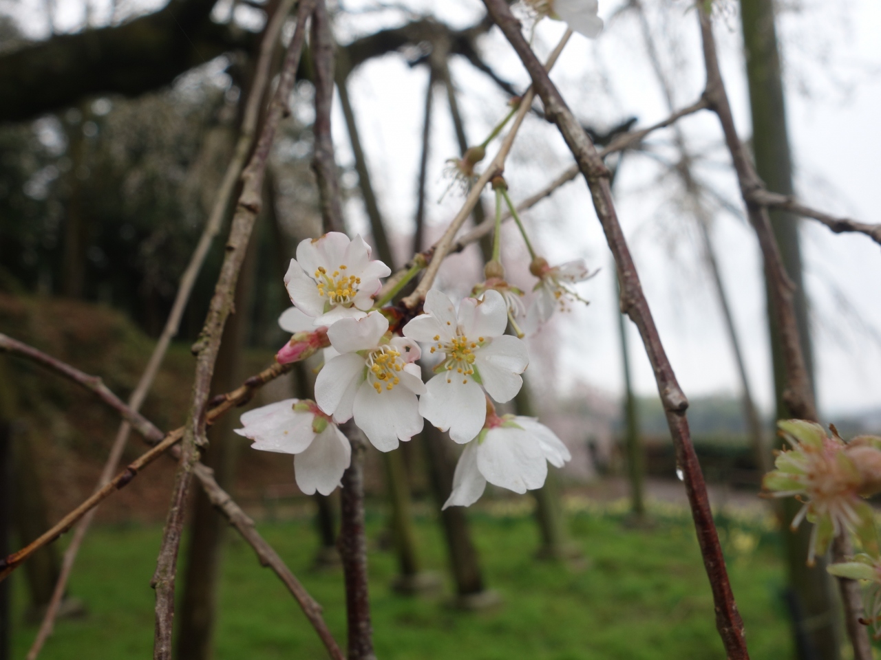 奥山田のしだれ桜 を見て来ました とても立派な枝垂桜です 岡崎 愛知県 の旅行記 ブログ By Nomonomoさん フォートラベル