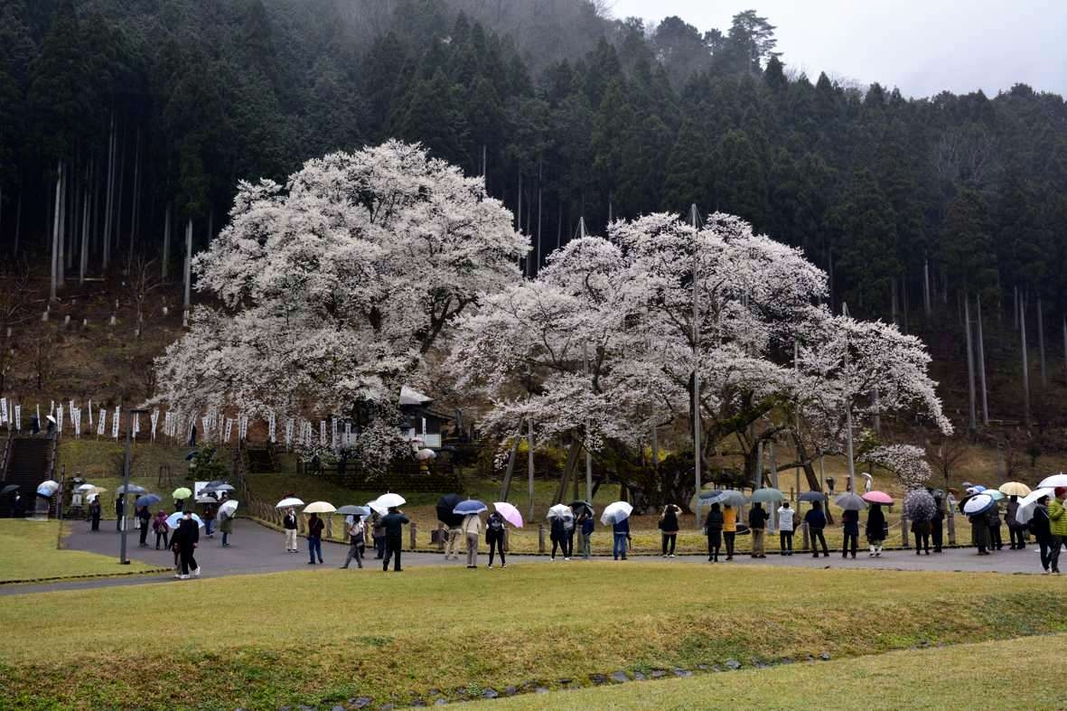 薄墨桜を見に行きました 大垣 岐阜県 の旅行記 ブログ By もれもれさん フォートラベル