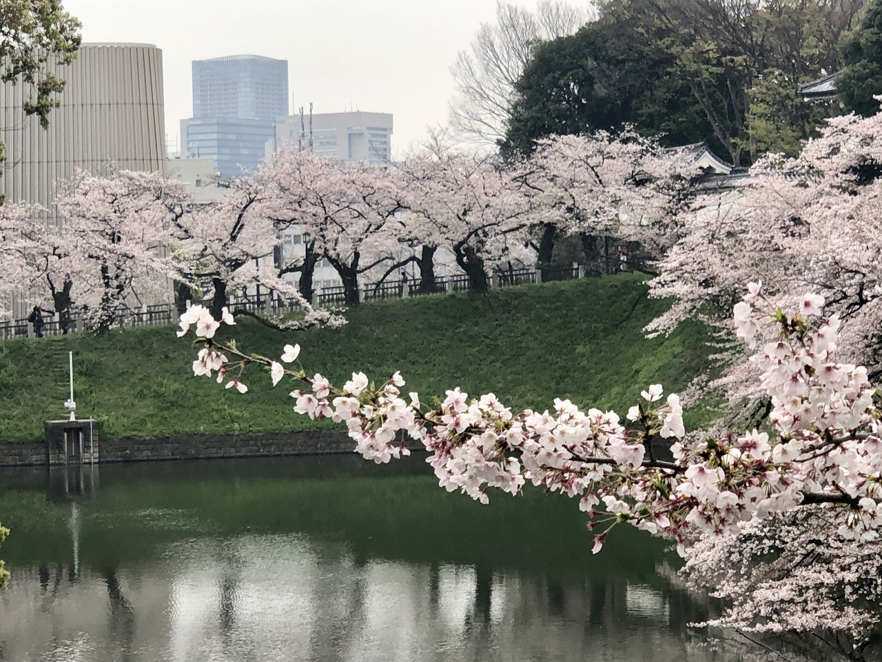 速報 千鳥ヶ淵と日比谷公園の桜 東京の旅行記 ブログ By ハンクさん フォートラベル 速報 千鳥ヶ淵と日比谷公園の桜 東京の旅行記 ブログ By ハンクさん フォートラベル