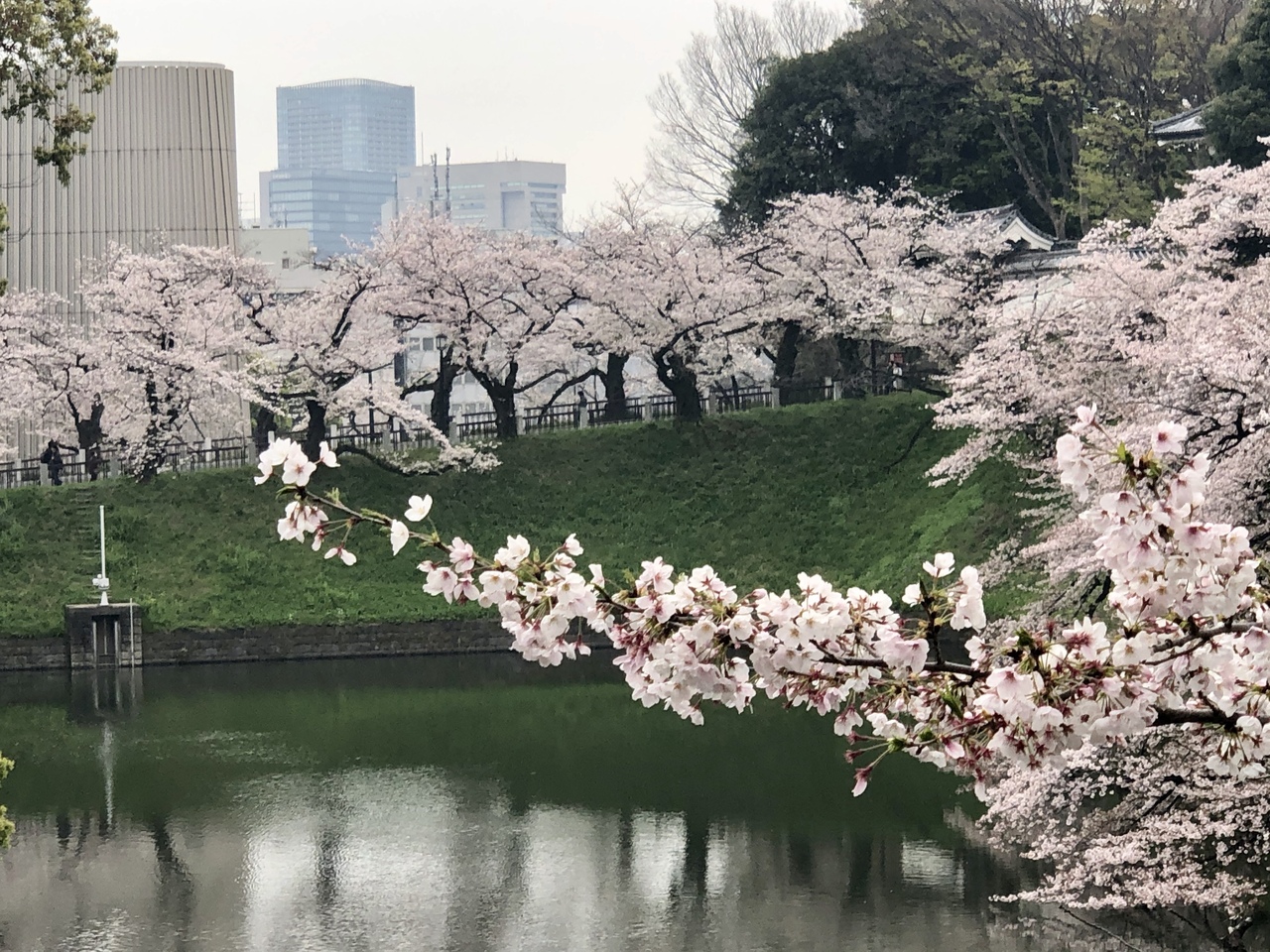 速報 千鳥ヶ淵と日比谷公園の桜 東京の旅行記 ブログ By ハンクさん フォートラベル