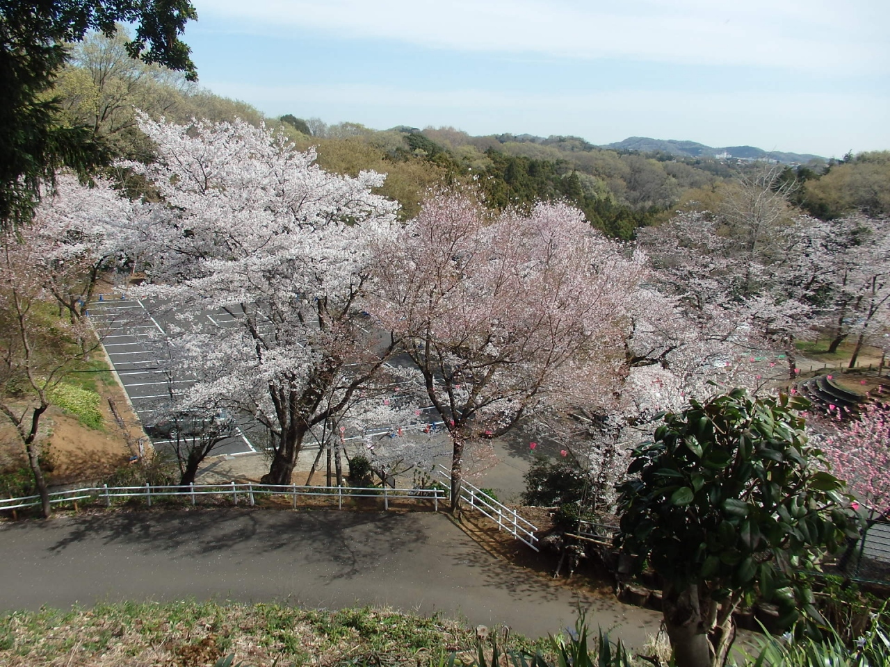 白山展望台へ観桜登山 厚木 神奈川県 の旅行記 ブログ By Zenkyou01さん フォートラベル 白山展望台へ観桜登山 厚木 神奈川県 の旅行記 ブログ By Zenkyou01さん フォートラベル