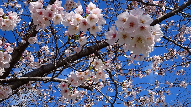 瑞ヶ池公園へ桜の開花状況を見に行きました その2 伊丹 兵庫県 の旅行記 ブログ By Hn11さん フォートラベル 瑞ヶ池公園へ桜の開花状況を見に行きました その2 伊丹 兵庫県 の旅行記 ブログ By Hn11さん フォートラベル