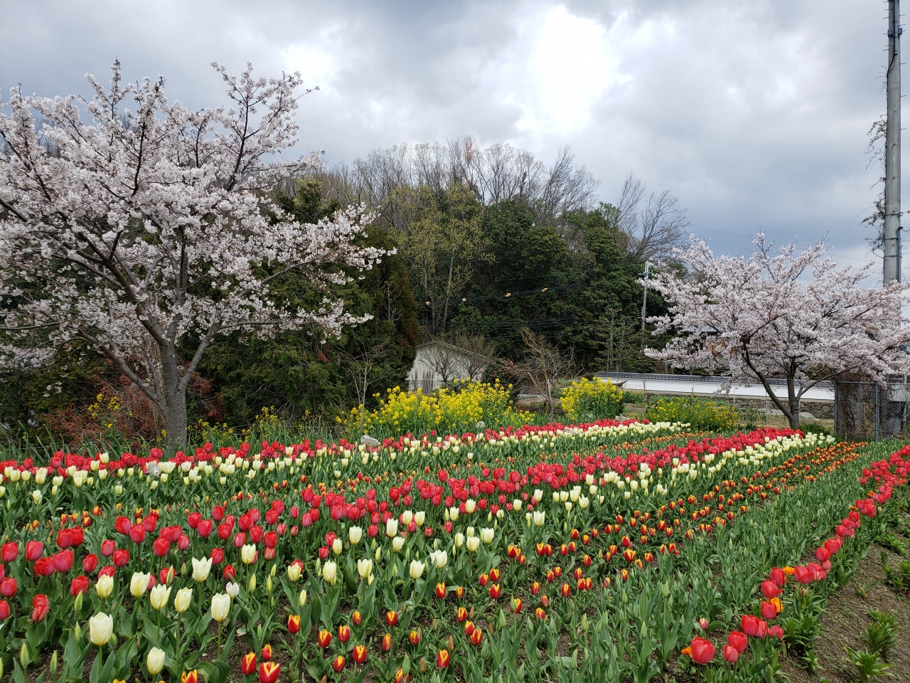 コロナ対策で車中からの花見 高田千本桜 佐保川 平常宮跡 母と近所の桜とチューリップを見にお散歩 香芝 王寺 大和高田 奈良県 の旅行記 ブログ By ガブリエラさん フォートラベル