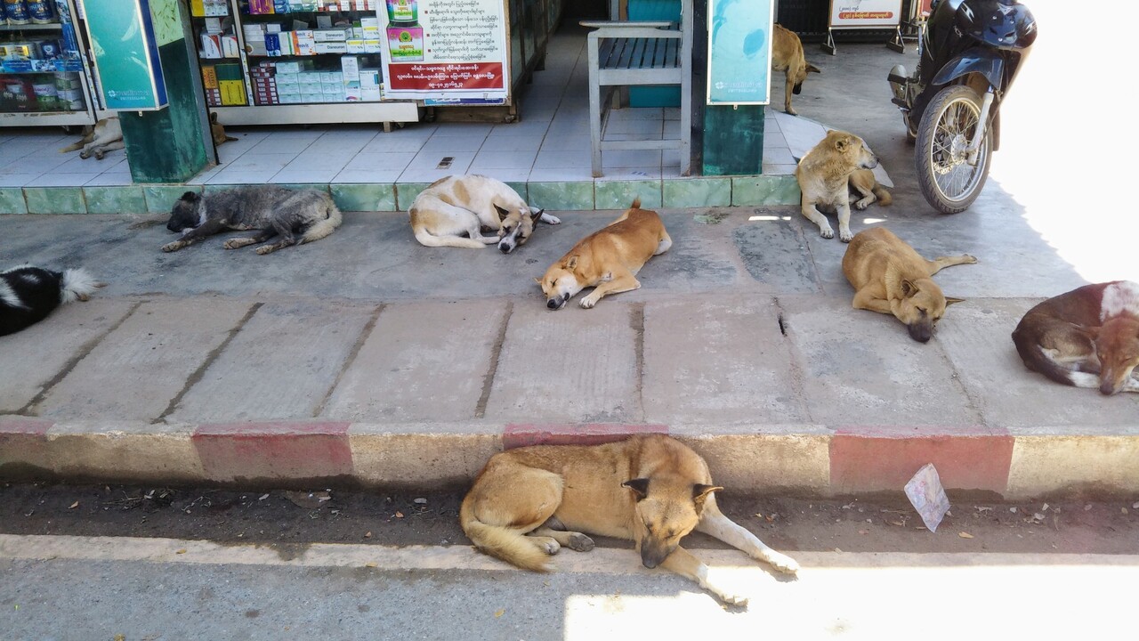 犬とミャンマーと私 愛すべきミャンマーの犬たち 猫たち ２ ミャンマーの旅行記 ブログ By ぱっとん婆さん フォートラベル