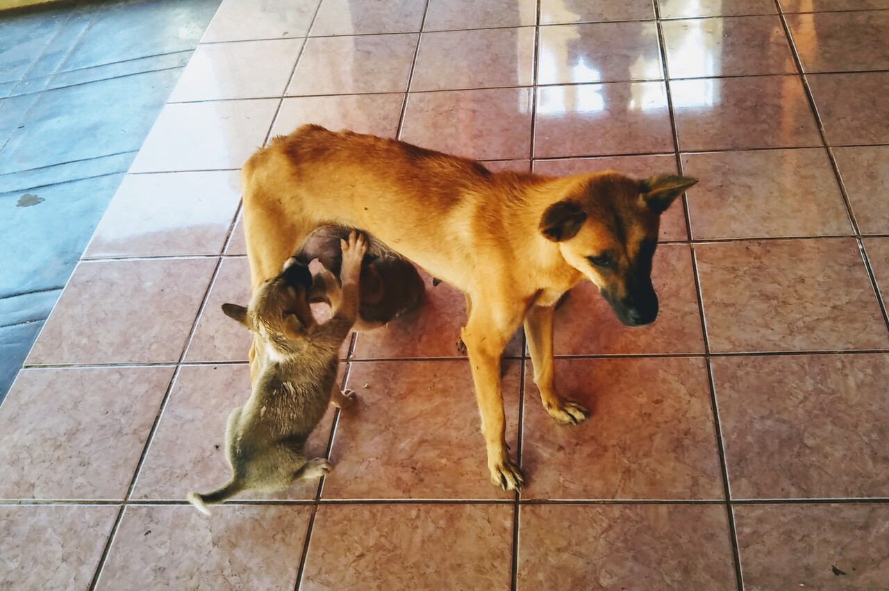 犬とミャンマーと私 愛すべきミャンマーの犬たち 猫たち ３ ミャンマーの旅行記 ブログ By まっとん爺さん フォートラベル