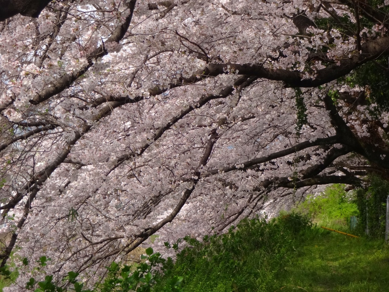 迫りくる脅威の中 ひとひらの花びらを愛でにーーー 津久井湖 相模湖 神奈川県 の旅行記 ブログ By Norisaさん フォートラベル 迫りくる脅威の中 ひとひらの花びらを愛でにーーー 津久井湖 相模湖 神奈川県 の旅行記 ブログ By Norisaさん フォートラベル
