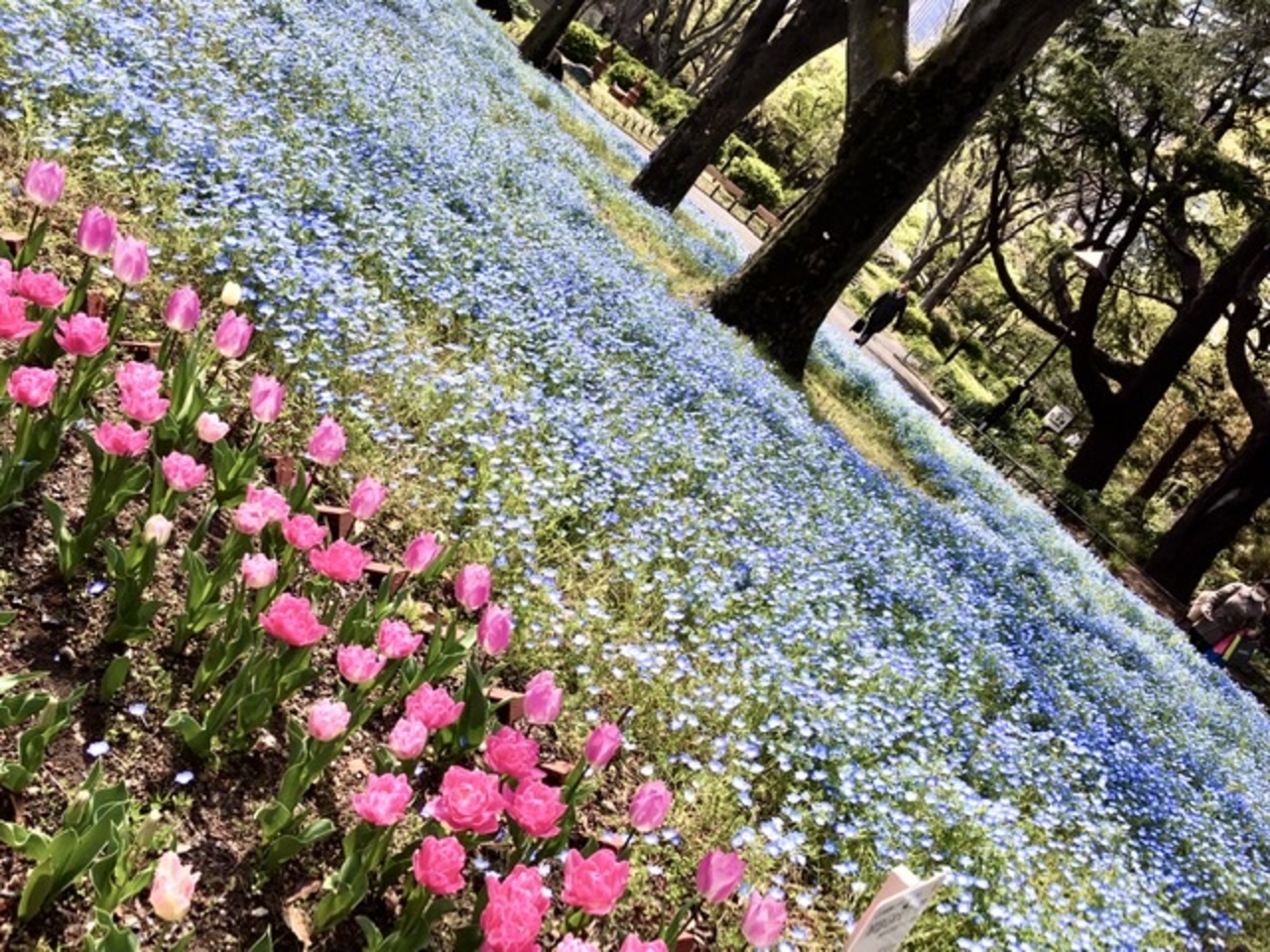 3mを避けて花々を愛でる街歩き 銀座 有楽町 日比谷 東京 の旅行記 ブログ By アラカンさん フォートラベル