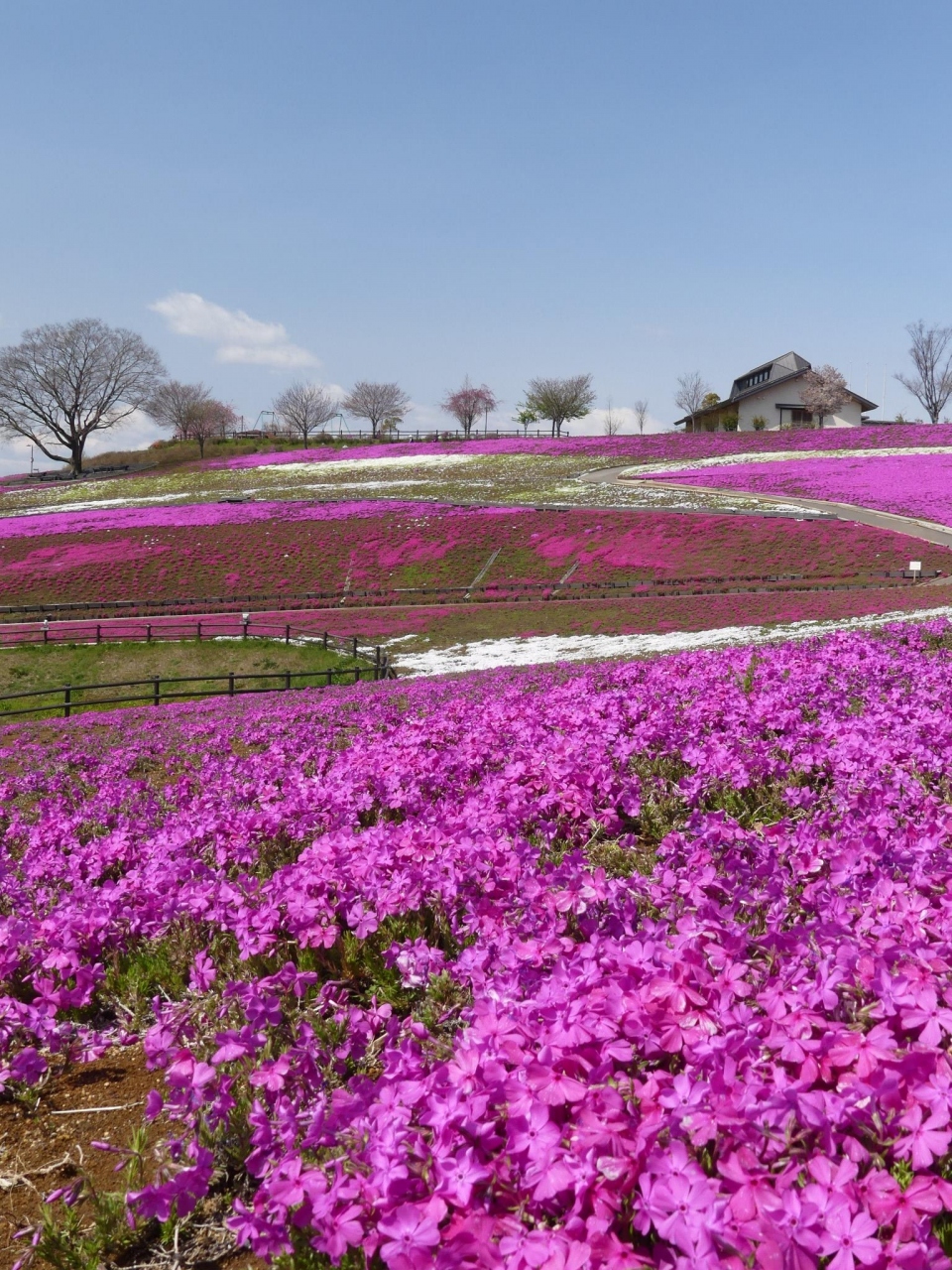八王子山公園 の芝桜 開花が進んでいて かなり綺麗になりました 群馬県 太田市 太田 群馬県 の旅行記 ブログ By Minamicazeさん フォートラベル