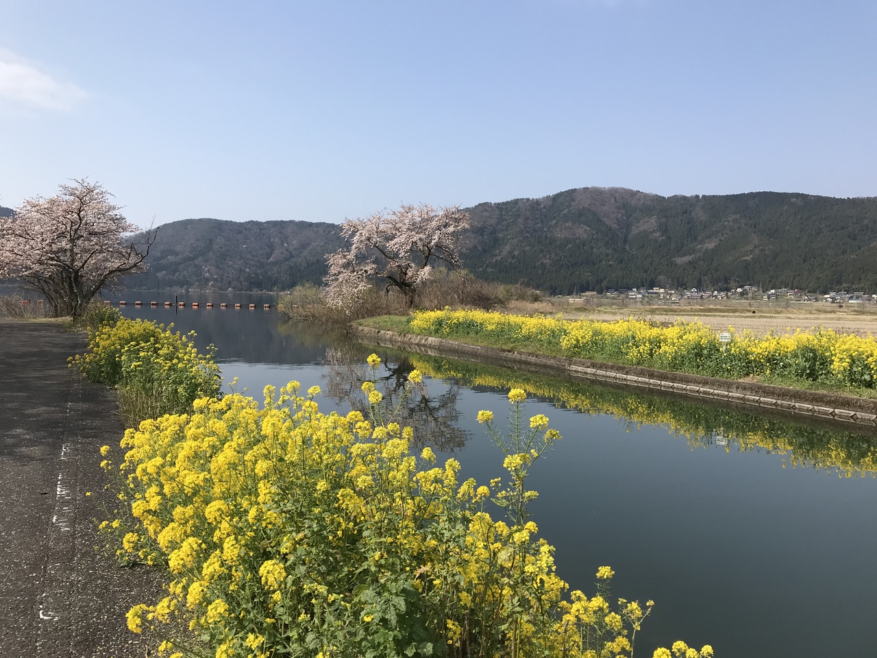 桜三昧 青春18きっぷ で花見旅 名古屋発 奥琵琶湖 賤ヶ岳 海津大崎 彦根城 滋賀県の旅行記 ブログ By Ttukomiさん フォートラベル