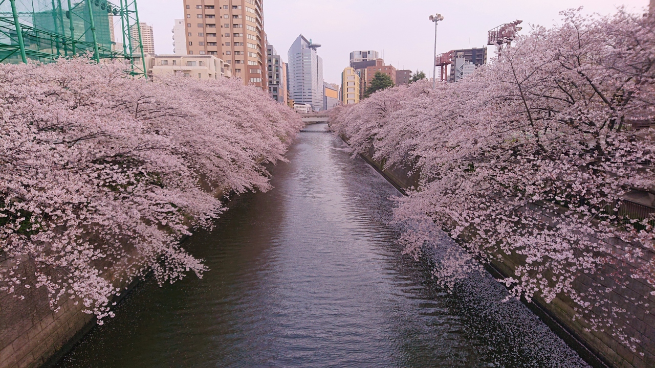 目黒川沿いの桜並木をお花見散歩 年 目黒 東京 の旅行記 ブログ By 温泉大好きさん フォートラベル