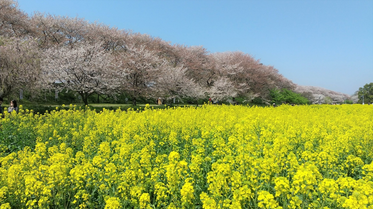 埼玉県幸手市の権現堂公園に桜と菜の花を見てきました 春日部 埼玉県 の旅行記 ブログ by ひでちゃんさん フォートラベル