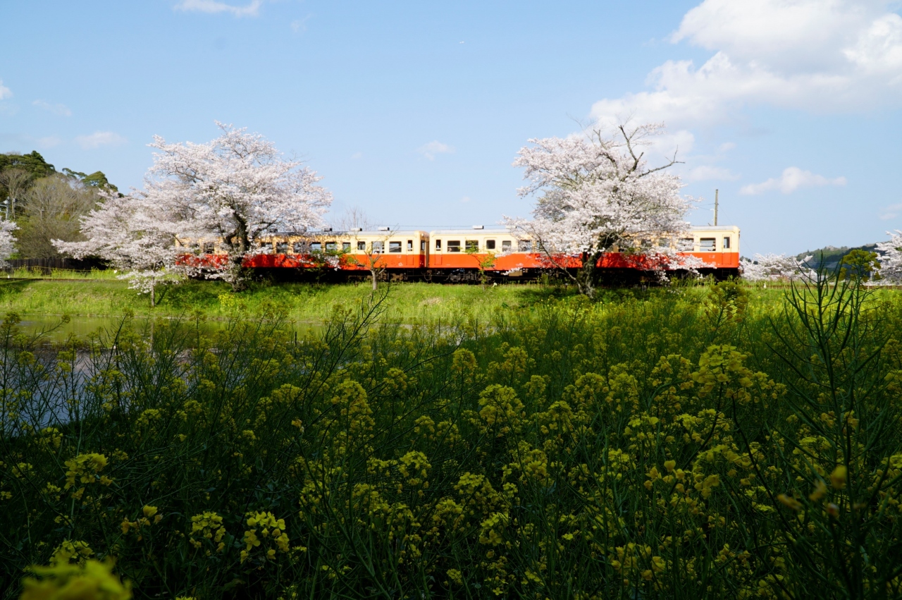 年いすみ鉄道菜の花と桜 いすみ 大多喜 千葉県 の旅行記 ブログ By 豚を世話する蛇さん フォートラベル