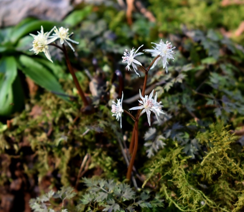 春の山野草探しに星野町へ 極小の花 セツブンソウ おまけの星野遺跡 栃木 壬生 都賀 栃木県 の旅行記 ブログ By まりも母さん フォートラベル