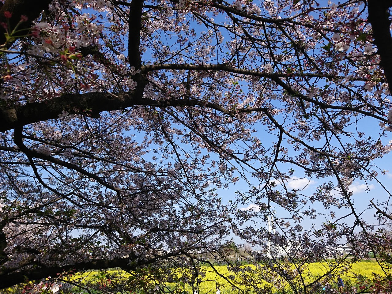 令和初の桜をみに 沖縄 八重岳 舞浜ディズニーシー 幸手 権現堂桜堤 春日部 埼玉県 の旅行記 ブログ By ちいたんさん フォートラベル 令和初の桜をみに 沖縄 八重岳 舞浜ディズニーシー 幸手 権現堂桜堤 春日部 埼玉県 の旅行記 ブログ By ちいたんさん フォートラベル