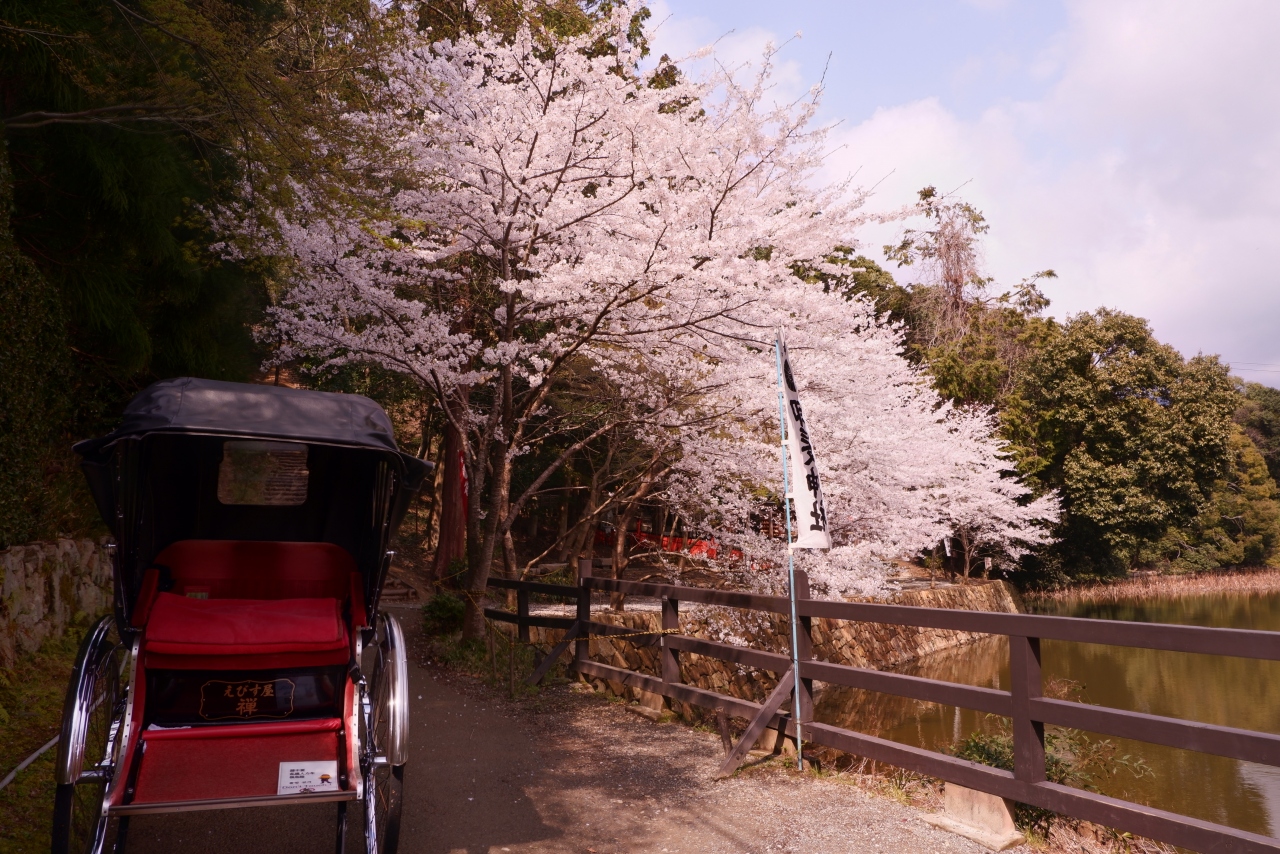 桜咲く保津川をトロッコで眺める 京都 嵐山 嵯峨野 太秦 桂 京都 の旅行記 ブログ By エステ大好きさん フォートラベル