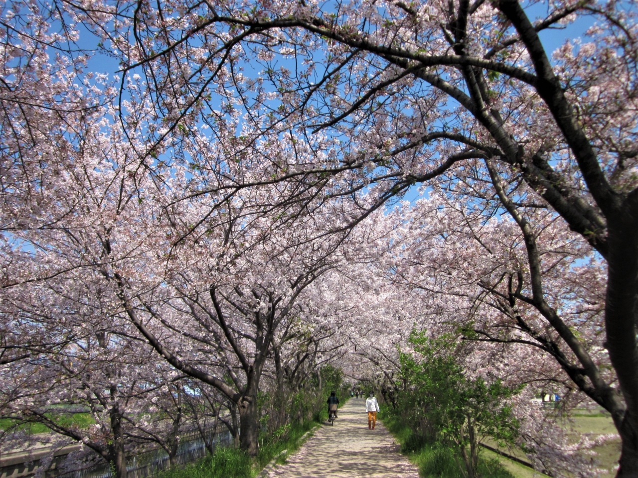 大阪 高槻は春爛漫 桜満開の三島 玉川の里をぶらぶら歩き旅 高槻 島本 大阪 の旅行記 ブログ By 機乗の空論さん フォートラベル