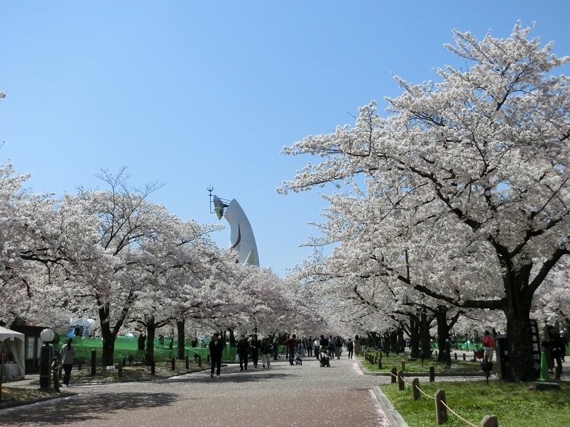 新型コロナ ウイルス で行動自粛中 大阪万博記念公園 自然文化園で 桜三昧の一日 を過ごす 吹田 万博公園 大阪 の旅行記 ブログ By Hy 2217さん フォートラベル