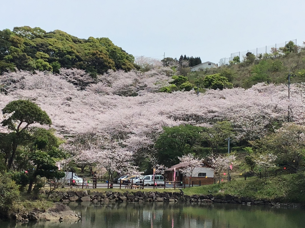 観音ヶ池市民の森の桜が満開なので行って見ました 阿久根 薩摩川内 いちき串木野 鹿児島県 の旅行記 ブログ By あーちゃんさん フォートラベル 観音ヶ池市民の森の桜が満開なので行って見ました 阿久根 薩摩川内 いちき串木野 鹿児島県 の旅行記 ブログ By あーちゃんさん フォートラベル
