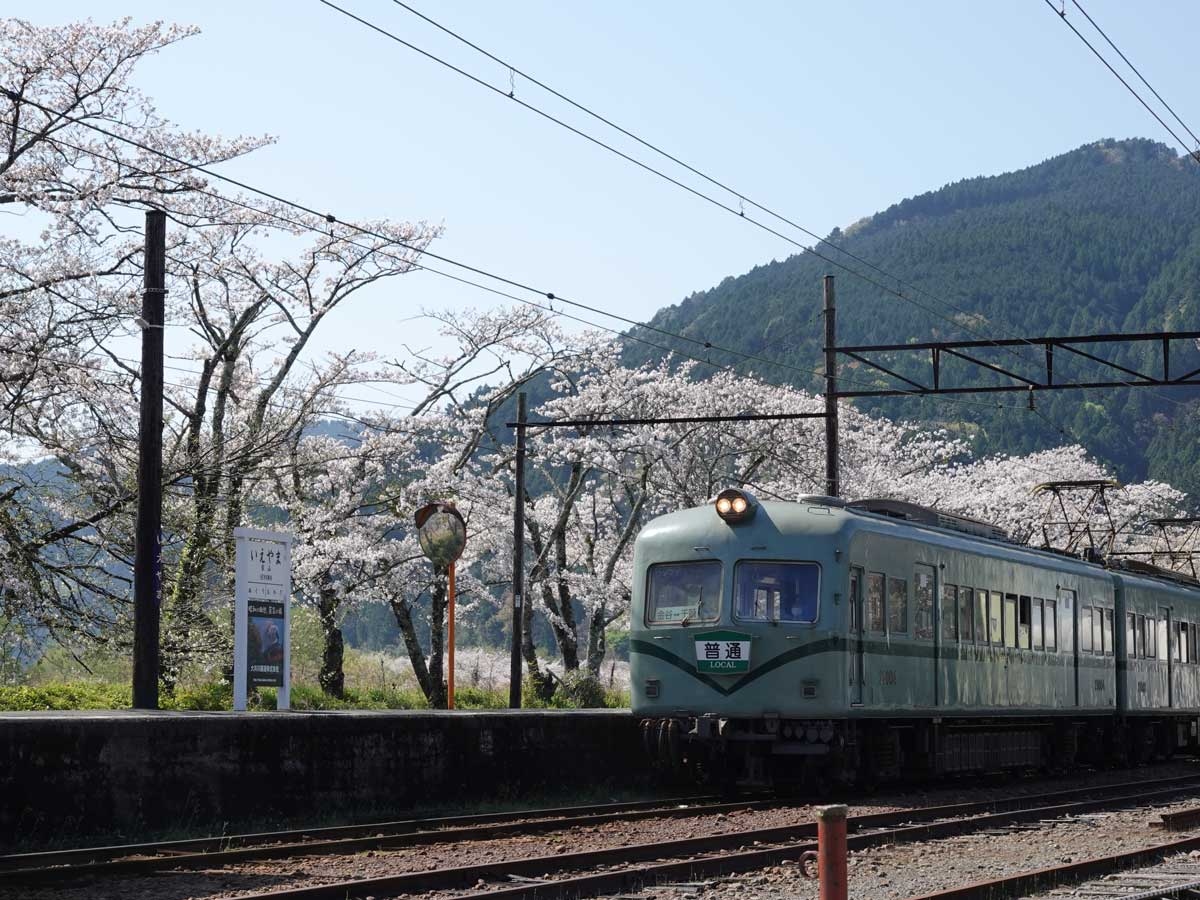 今年も見に来ました家山駅周辺の桜 04 05 川根 井川 静岡県 の旅行記 ブログ By てんとう虫さん フォートラベル