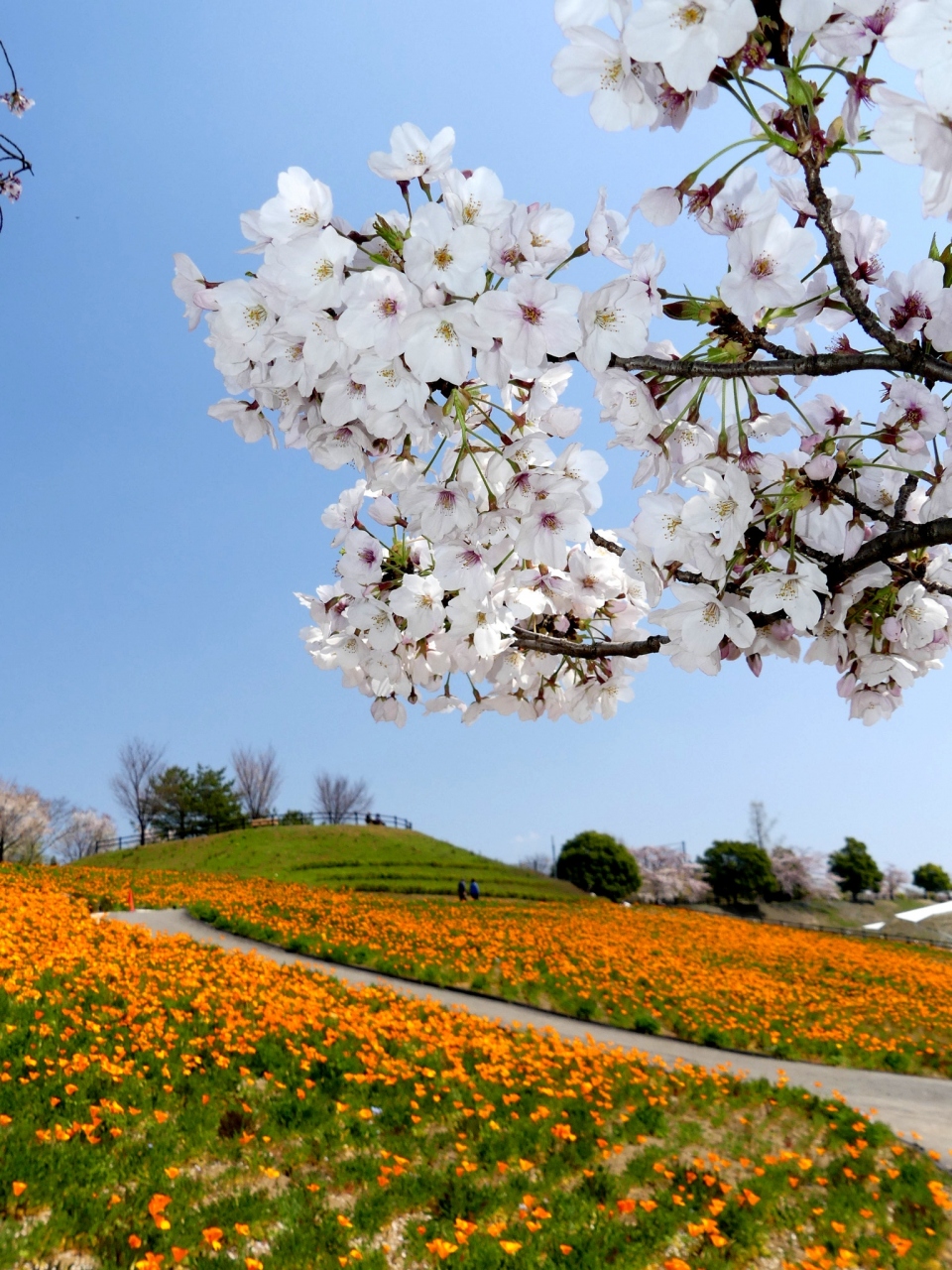 八王子山公園 のポピー 芝桜もネモフィラも見頃 サクラも残ってます 群馬県 太田市 太田 群馬県 の旅行記 ブログ By Minamicazeさん フォートラベル