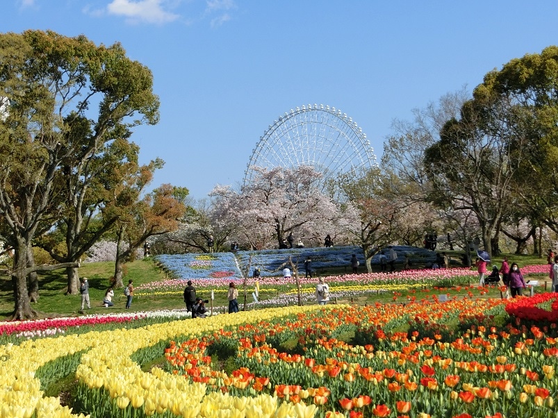 新型コロナ ウイルス で行動自粛中 大阪万博記念公園 チューリップの花園 ネモフィラ畑 をぶらぶら散歩 吹田 万博公園 大阪 の旅行記 ブログ By Hy 2217さん フォートラベル