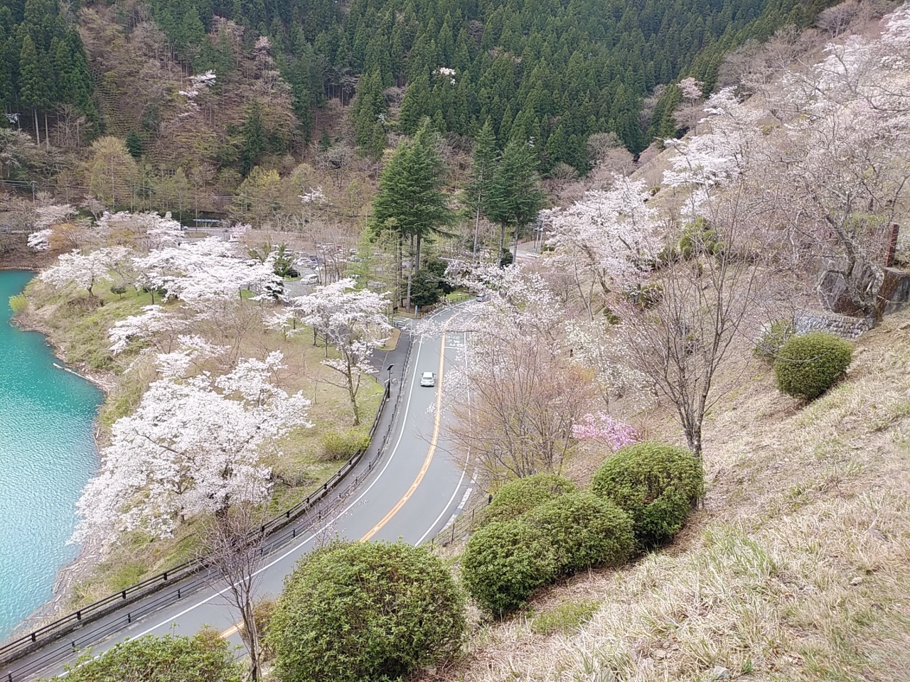 奥多摩湖2020桜 奥多摩 東京 の旅行記 ブログ By アイガーさん フォートラベル 奥多摩湖2020桜 奥多摩 東京 の旅行記 ブログ By アイガーさん フォートラベル