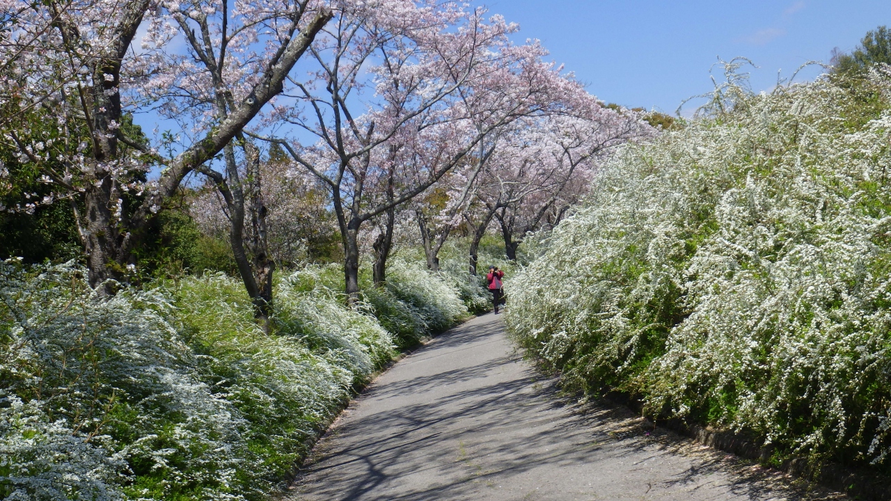 サクラ 愛知緑化センター 東谷山フルーツパーク 豊田 愛知県 の旅行記 ブログ By やまぼうずさん フォートラベル