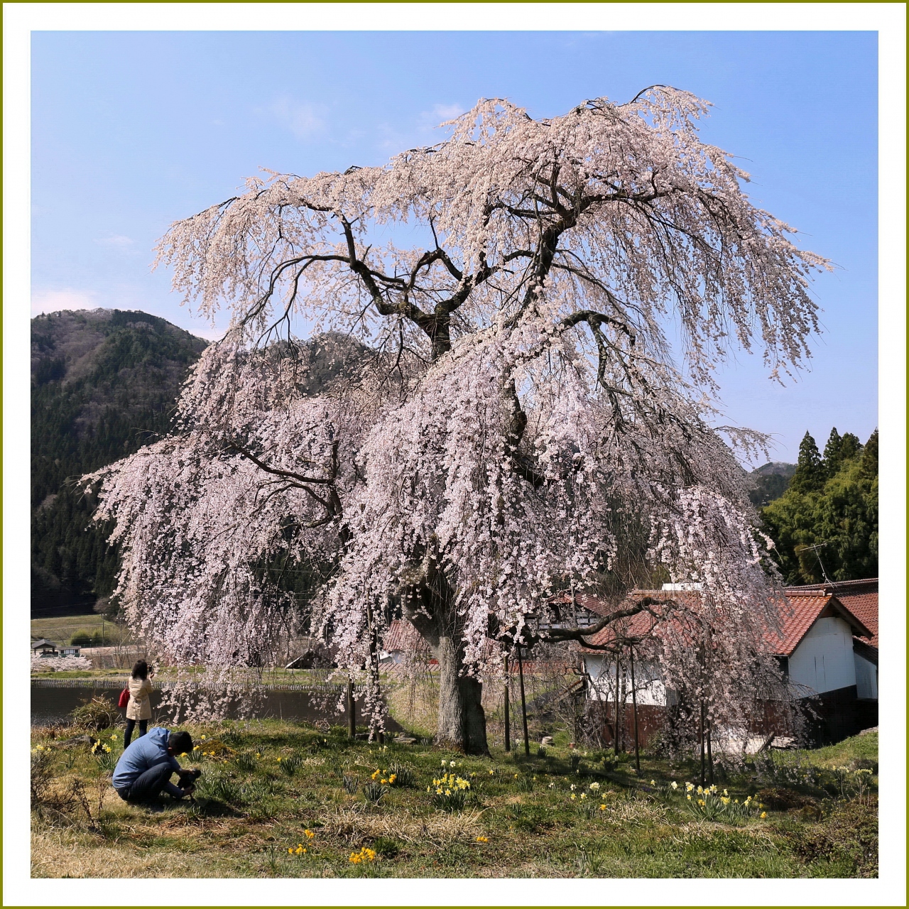 Solitary Journey 26 春真っ盛り 中原の枝垂れ桜 圓立寺の枝垂れ桜 刀匠屋敷の古桜 地久院の枝垂れ桜 広島県北広島町 三段峡 安芸太田 北広島 広島県 の旅行記 ブログ By Mechagodzilla 703さん フォートラベル