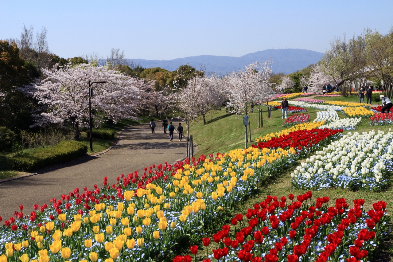 馬見丘陵公園 チューリップが綺麗に咲いていました 桜も 香芝 王寺 大和高田 奈良県 の旅行記 ブログ By きよさん フォートラベル