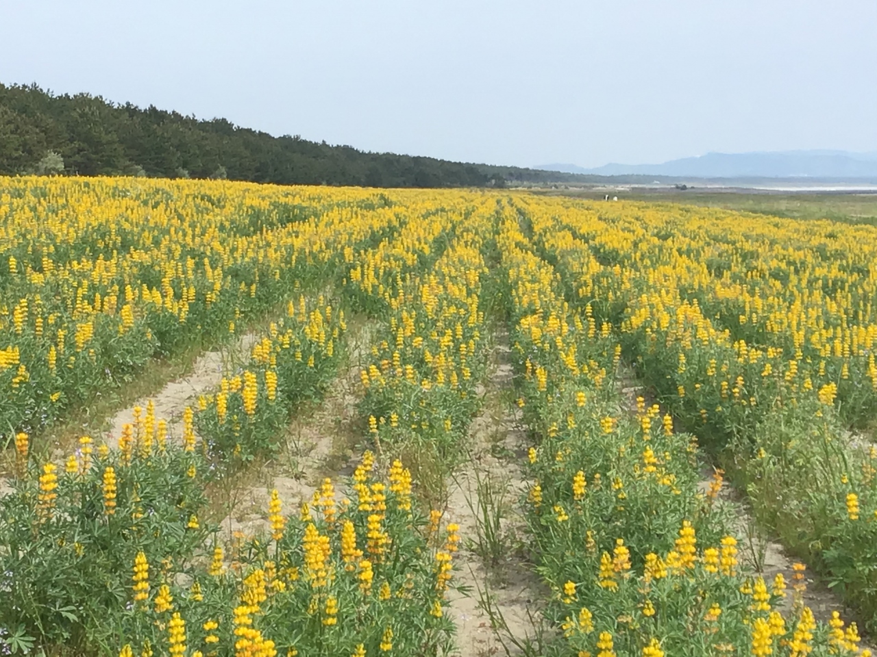柏原海岸のルーピンを見に行ってみました 大隅半島 鹿屋 垂水 志布志 肝属 鹿児島県 の旅行記 ブログ By あーちゃんさん フォートラベル