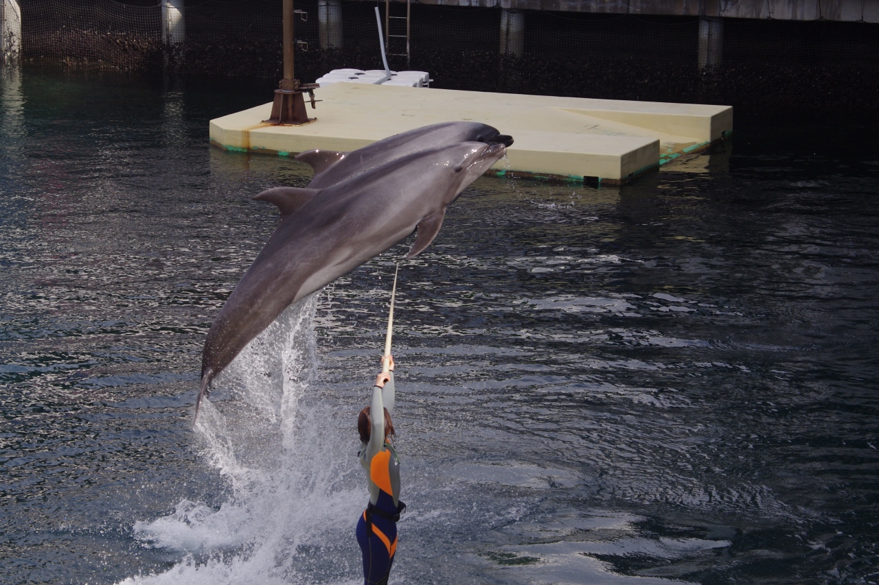 さわやかウォーキング 伊豆長岡 伊豆三津シーパラダイス編 沼津 静岡県 の旅行記 ブログ By Spitfirebuzz90さん フォートラベル