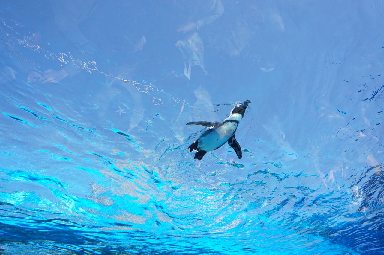 空飛ぶペンギン 池袋 東京 の旅行記 ブログ By ふるさん フォートラベル