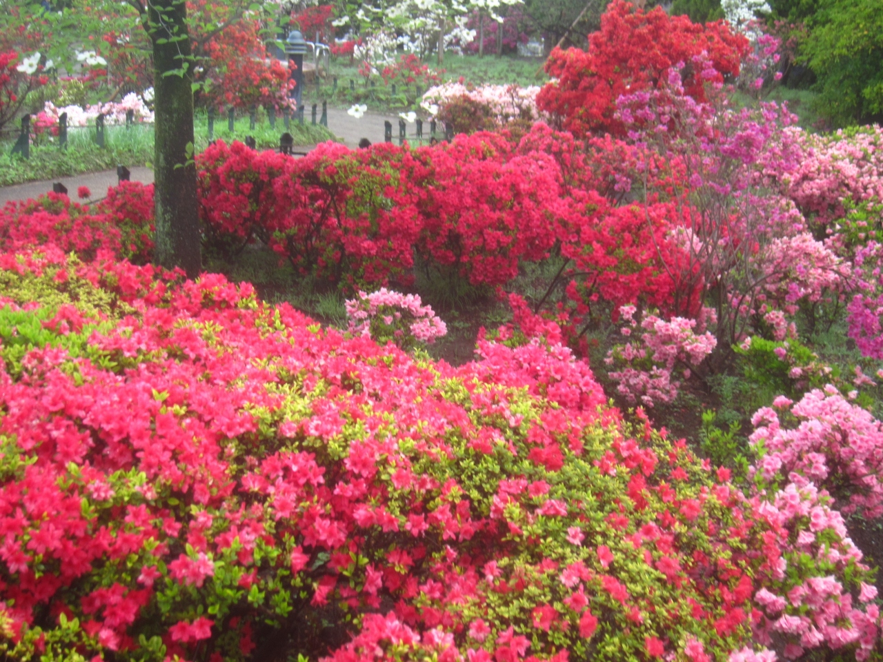 早朝さんぽで練馬 平成つつじ公園へ 練馬 東京 の旅行記 ブログ By かつのすけさん フォートラベル