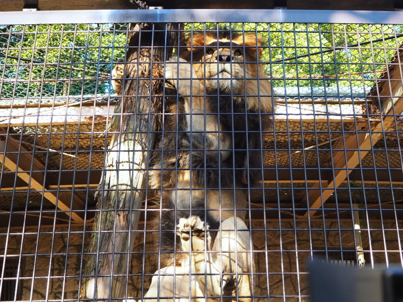18年10月 大牟田市動物園に行ってきました イベント ライオン舎の裏側探検 ライオンの肉探しタイム 大牟田 福岡県 の旅行記 ブログ By Umiさん フォートラベル 18年10月 大牟田市動物園に行ってきました イベント ライオン舎の裏側探検 ライオンの肉探しタイム 大牟田 福岡県 の旅行記 ブログ By Umiさん フォートラベル