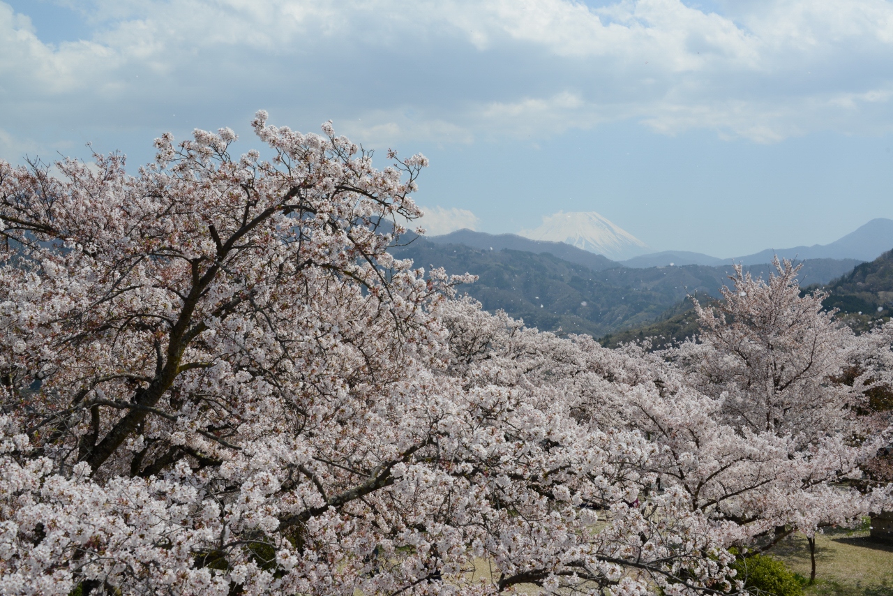 大法師公園 おおぼしこうえん のサクラを楽しむ 山梨県の旅行記 ブログ By Punchmsさん フォートラベル 大法師公園 おおぼしこうえん のサクラを楽しむ 山梨県の旅行記 ブログ By Punchmsさん フォートラベル