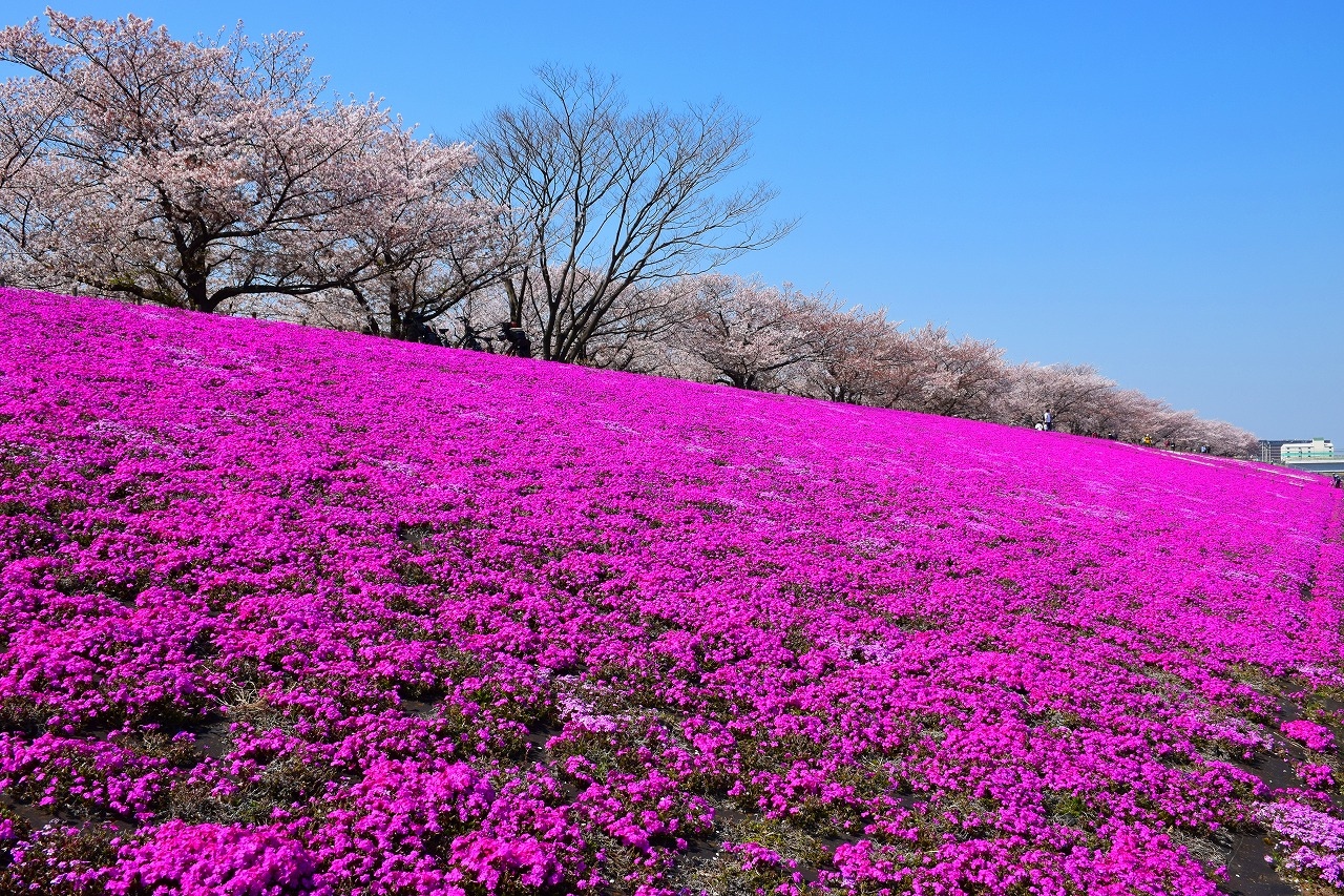 東京散策105 1 都内最大の芝桜と荒川周辺を散歩してみた 新荒川大橋緑地の芝桜 赤羽 東京 の旅行記 ブログ By Jh2fxvさん フォートラベル