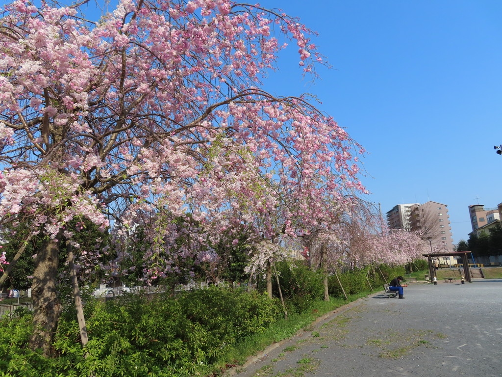 湯殿川沿いをポタリング:打越土入公園・椚田遺跡公園・片倉城跡公園 八王子 2020/04/08