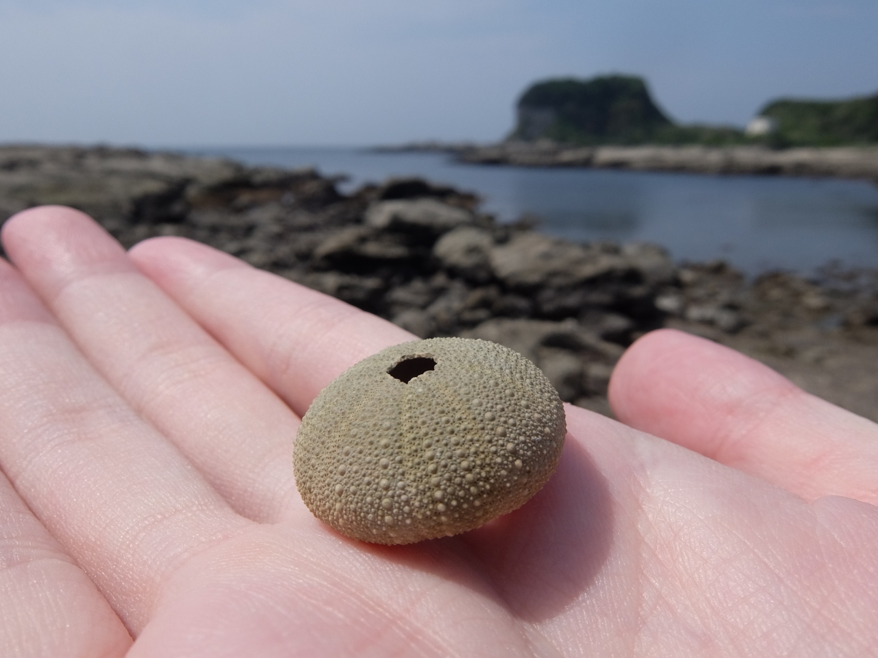 三浦半島でシェル拾い 民宿と海岸散策 Gw19 三浦海岸 三崎 神奈川県 の旅行記 ブログ By 元杜鉄工さん フォートラベル