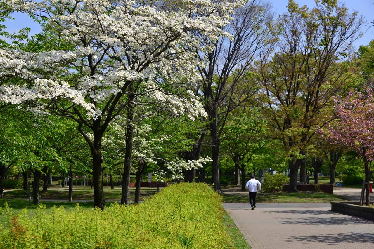 水鳥たちの季節in舎人公園 西新井 舎人 綾瀬 東京 の旅行記 ブログ By Nana Papaさん フォートラベル