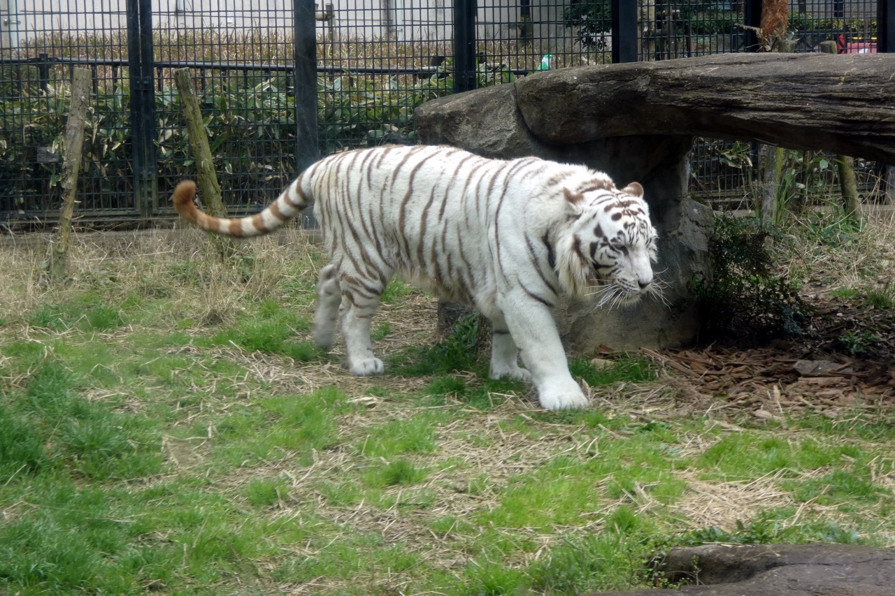 ２３ 早春の鹿児島2泊 鹿児島市平川動物園その１ 鹿児島市 鹿児島県 の旅行記 ブログ By ミシマさん フォートラベル