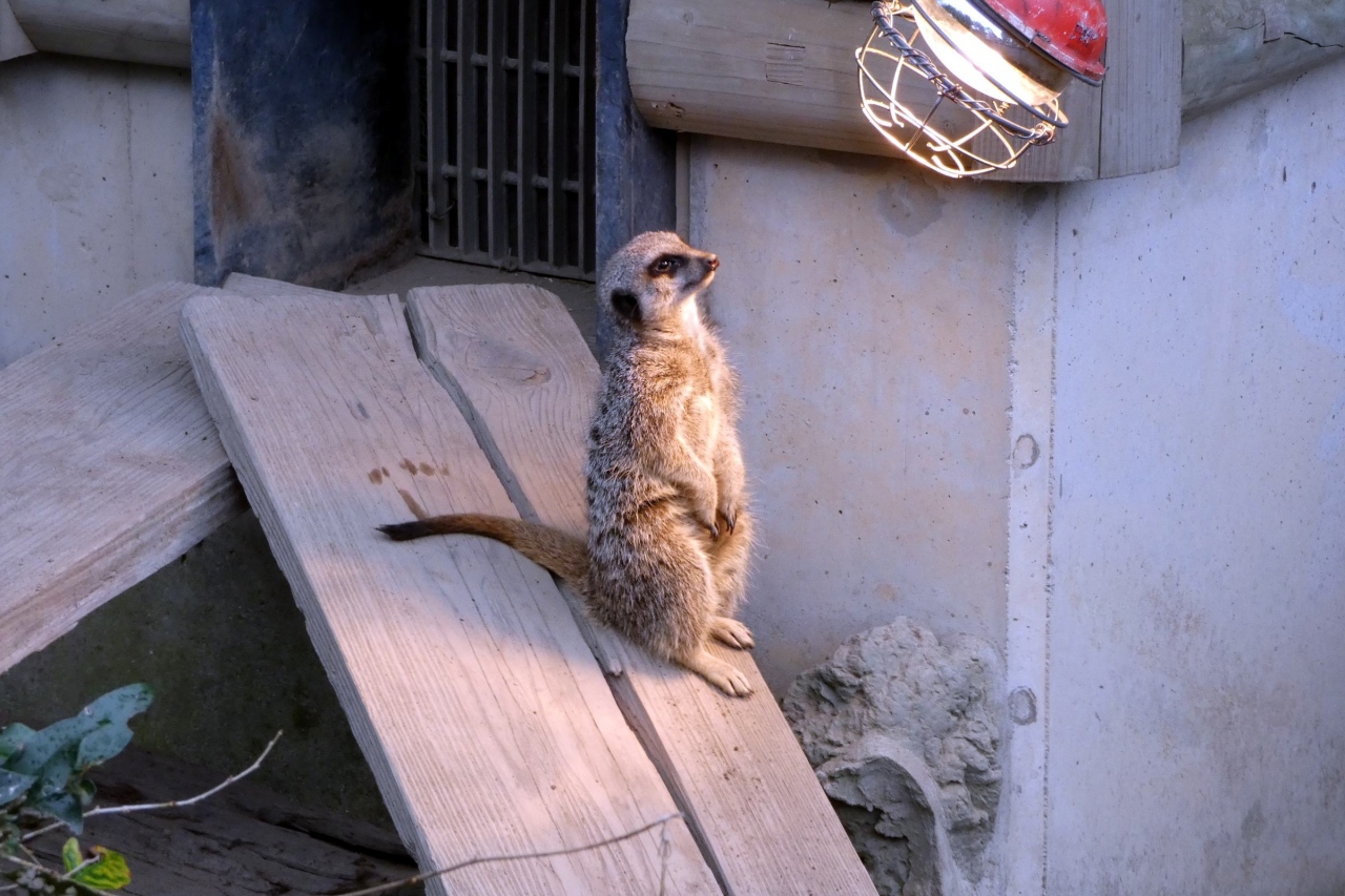 ２５ 早春の鹿児島2泊 鹿児島市平川動物園その３ 鹿児島市 鹿児島県 の旅行記 ブログ By ミシマさん フォートラベル