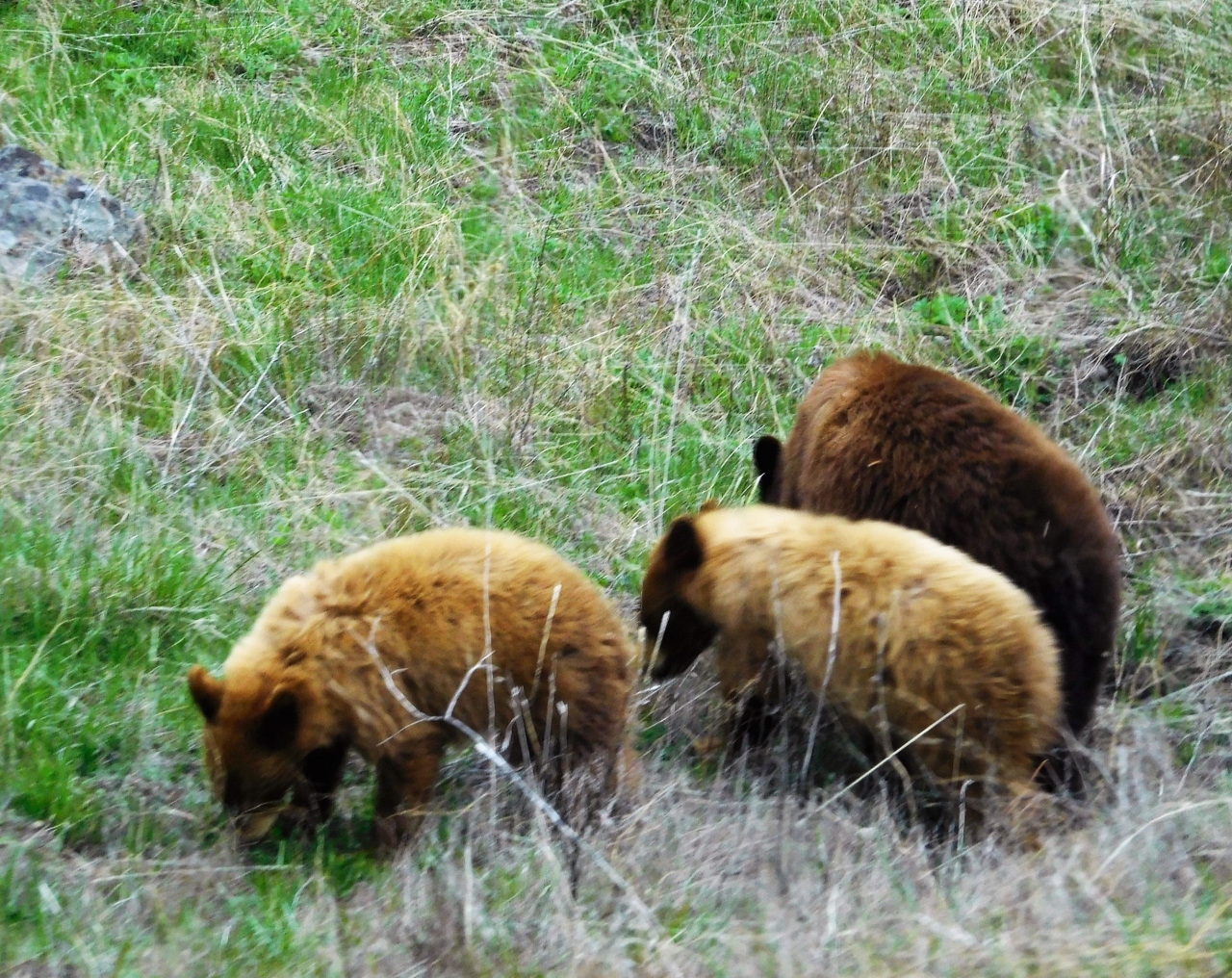 ２０１９年５月 アメリカ５日目 その４ イエローストーン渓谷からマンモスホットスプリングへの移動 イエローストーン国立公園周辺 アメリカ の旅行記 ブログ By イロコさん フォートラベル