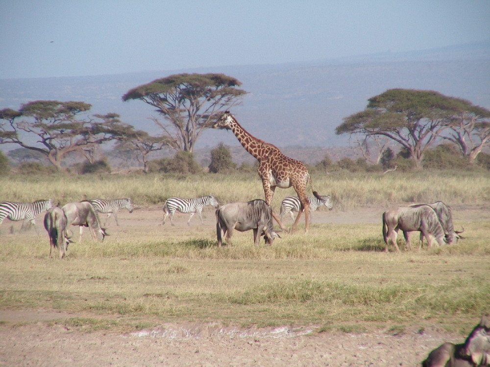 アフリカ サファリツアー アンボセリ ケニア の旅行記 ブログ By アトムさん フォートラベル