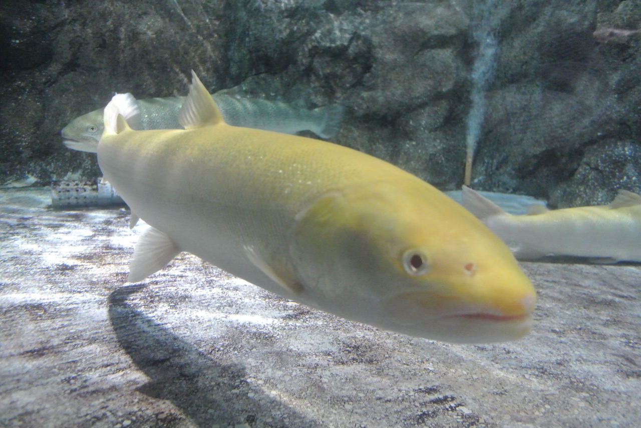 子供と水族館めぐり 食にこだわる青森浅虫水族館 浅虫温泉 青森県 の旅行記 ブログ By あいぼんさん フォートラベル