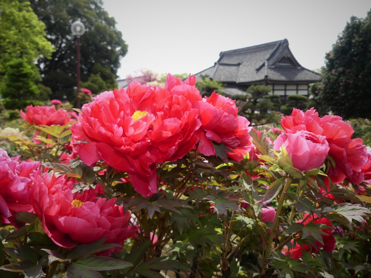 大慶寺 のボタン ４月２１日 見頃が始まっていました 群馬県 太田市 太田 群馬県 の旅行記 ブログ By Minamicazeさん フォートラベル