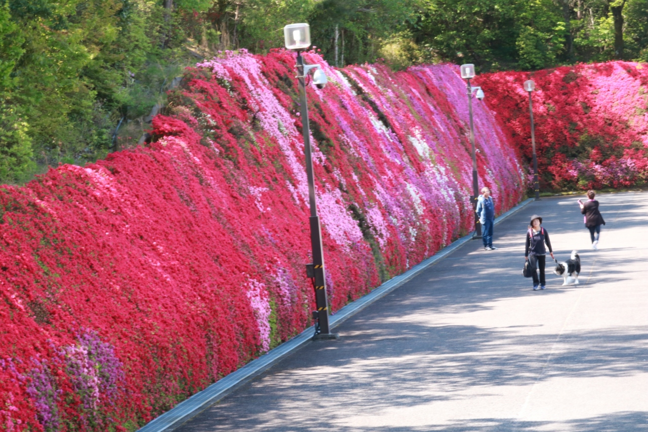 ショートトリップ花巡り キリシマツツジの花の壁 満開のつどいの丘 豊田 愛知県 の旅行記 ブログ By みちるさん フォートラベル