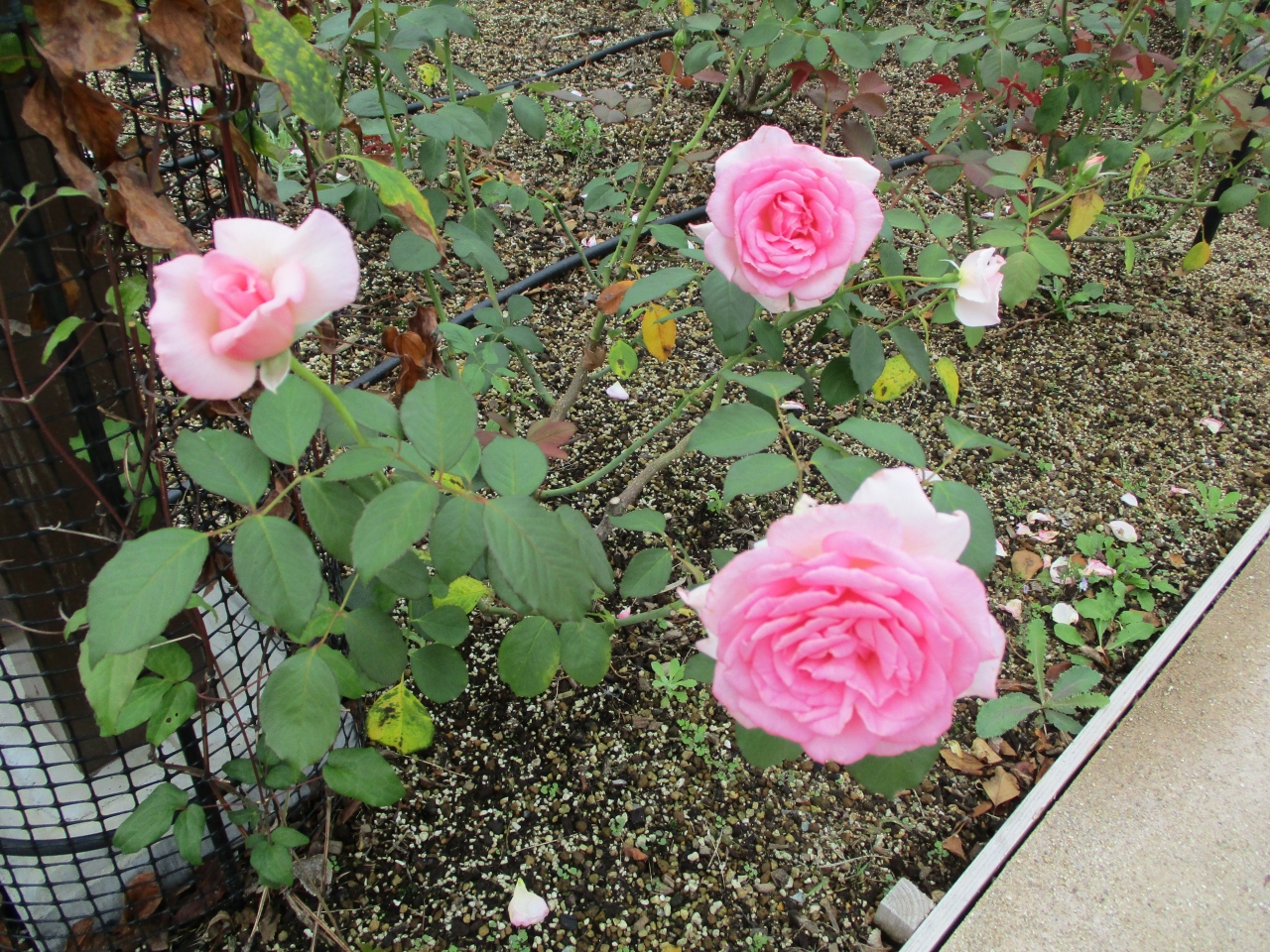 0円旅行記第5弾 19年10月 大阪市立長居植物園 秋のローズウィーク 住吉 平野 大阪 の旅行記 ブログ By レッドウイングさん フォートラベル